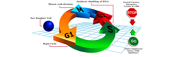 Phytonutrients Model